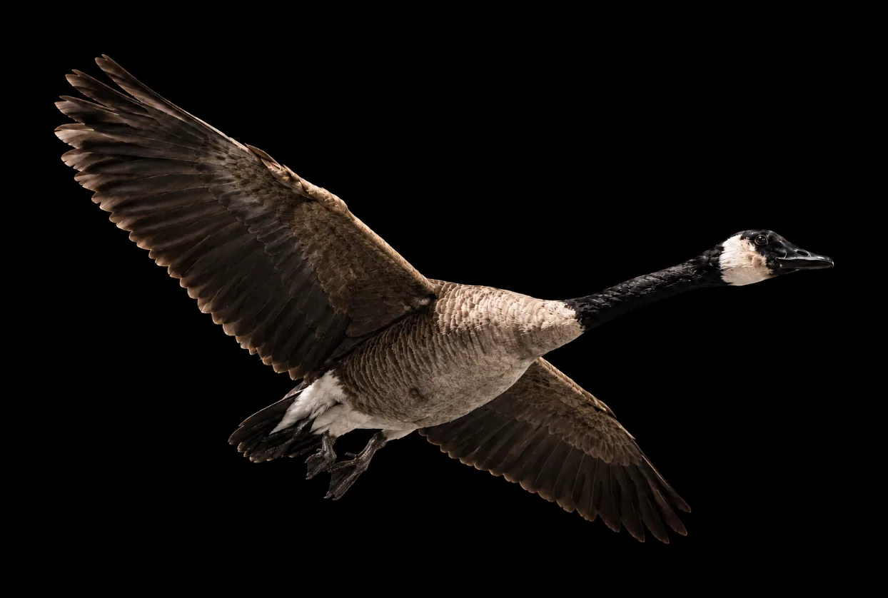 Canada goose mount in flight with wings spread, photographed on black.