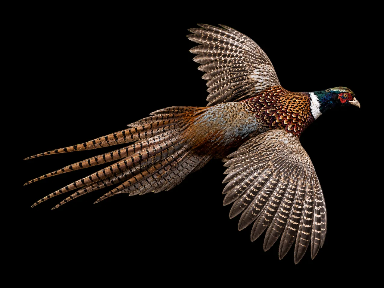 Ring-necked pheasant rooster mount in flight with wings spread and long tail, photographed on black.